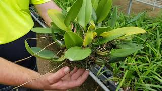 Lot 47 - Bulbophyllum Santa Claus X Annandalei