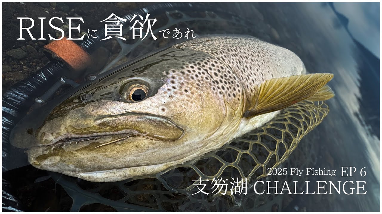 【支笏湖Fly Fishing EP6】RISE RISE RISE！貪欲にライズを追う ビッグブラウントラウトに出会えました　#flyfishingjapan  #支笏湖の釣り #フライフィッシング