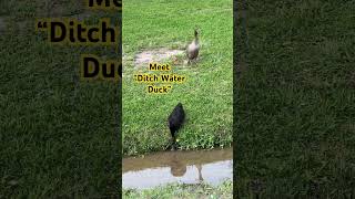 🦆Ditch Water Duck🦆 #ducks #duck #wildanimals #fun #nature #yt #funny #wildanimal #bird #birds