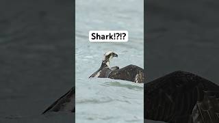 Do Sharks Ever Eat Ospreys?