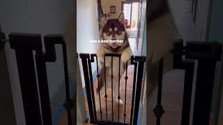 Hilarious Alaskan Malamute 🤣😆#funnydogs #viraldog #lol