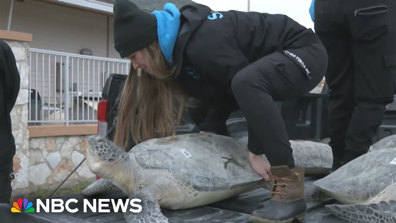 Cold-stunned sea turtles find refuge at Texas rescue facility