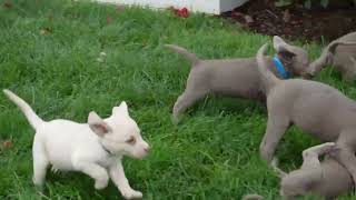 Silver Labrador Retriever Puppies For Sale @greenfieldpuppies