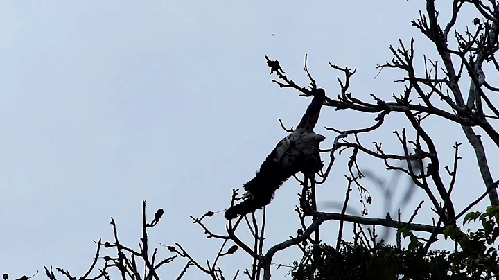 Amazon River Trip - by Laurie Harris