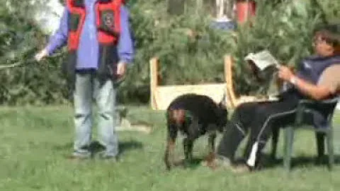 Dobermann Club of Greece - TOC - Nanette King of D...