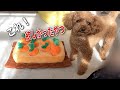 【犬おもちゃ】にんじん畑買ったら楽しかった！！パテラ経過報告も。