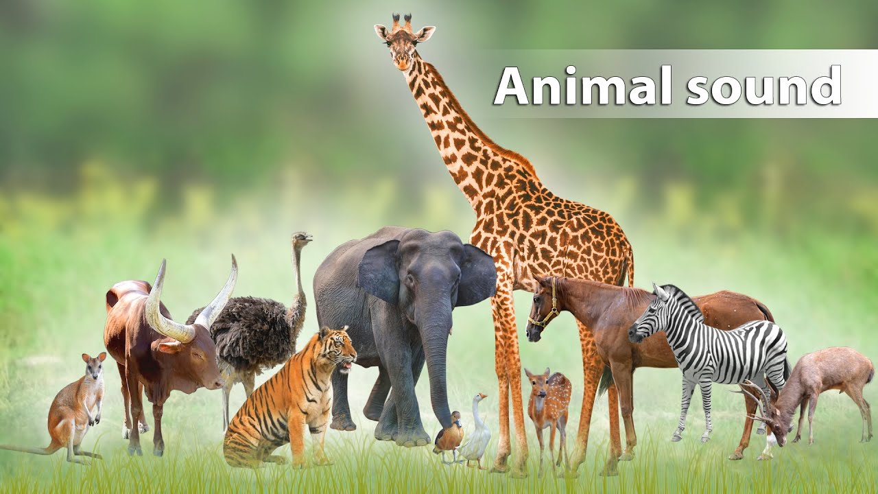 Sound of bird, marmoset, deer, horse, capibara, pelican, and other animals