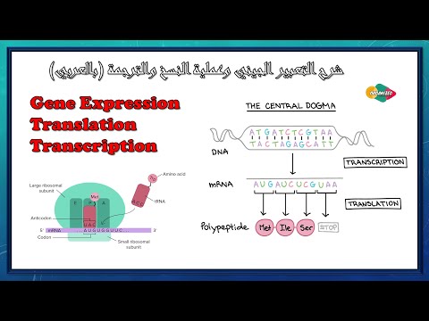 فيديو: ما هو التعبير الجيني في علم الأحياء الدقيقة؟