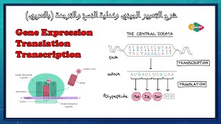 شرح التعبير الجيني وعملية النسخ والترجمة (بالعربي) - Gene Expression, Transcription and Translation