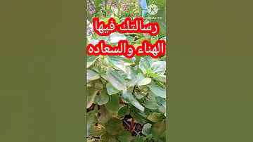 رسالة الملائكة إليك إذا ظهر الفديو فهو لك طاقة مفتوحة حتى لو تكرر لسنوات 