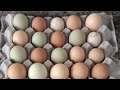 La mejor elección para criar gallinas, beneficios de huevos