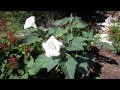 Moonflower Datura, Lisa's Landscape and Design's "Plant Pick of the Day"