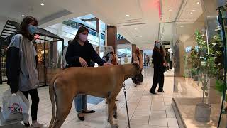 Cash 2.0 Great Dane inside the Westfield Topanga Mall 2