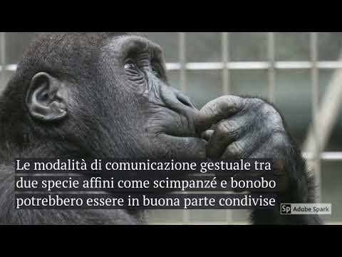 Video: Differenza Tra Scimpanzé E Bonobo