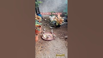 Aviary sehat dan nyaman