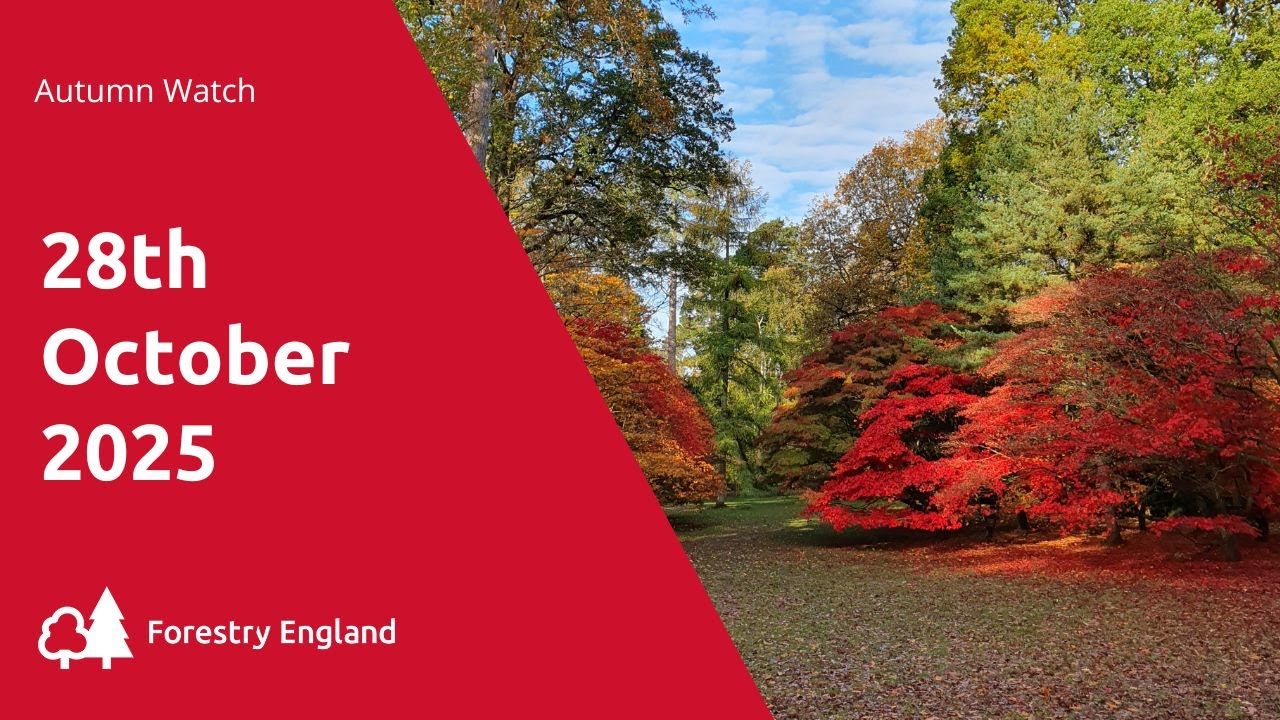 Westonbirt Arboretum autumn watch - 28 October 2025