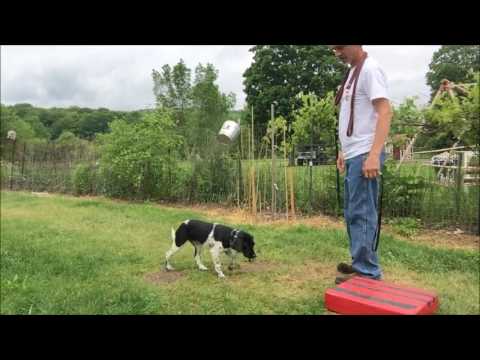 Dog Wont Eat Or Come Back When Called Dog Wont Eat Or Come Back When Called