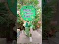 東京ゲゲゲイ『GeeGeeTRAIN』踊ってみました🕺🐸#アリさんマークの引越社 #引越し #引越 #引っ越し #LIFFUL引越し  @tokyogegegay_official