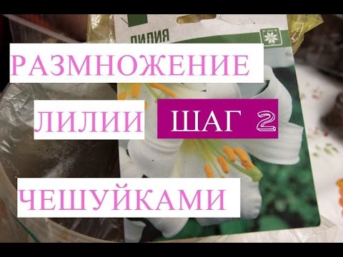 Размножение лилии чешуйками. Шаг 2.