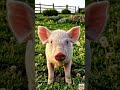 動物たちの爆笑あくび集 😴😂 5