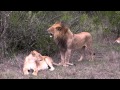 Lions prepare to mate
