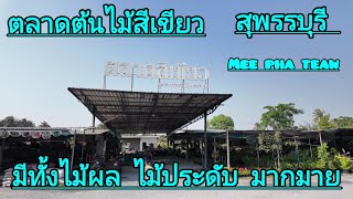 ตลาดต้นไม้สีเขียว สุพรรณบุรี. mee pha teaw