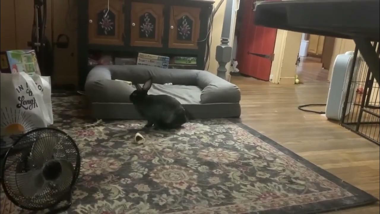 House Rabbit Network Adoptable Licorice YouTube