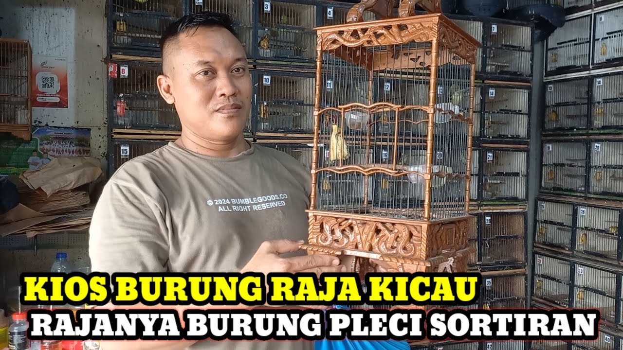 RAJANYA BURUNG PLECI SORTIRAN!!UPDATE HARGA BURUNG HARI INI DIKIOS RAJA KICAU PASA BURUNG PAMUKA
