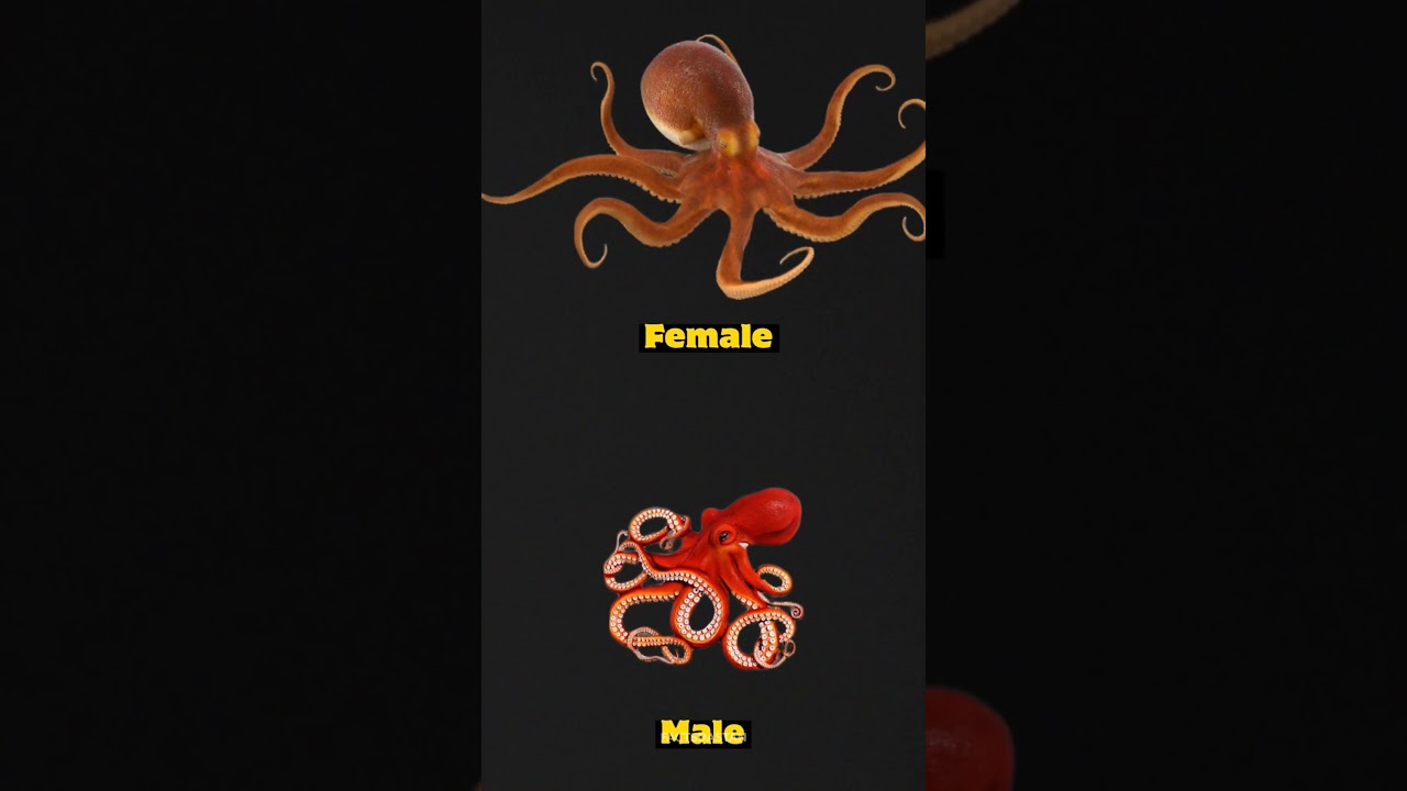 Male Octopus Vs Female Octopus 🐙