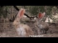 Jack Rabbits in Saguaro National Park