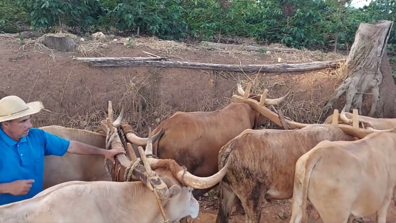 Puxando tora de Eucalipto no Carretão.
