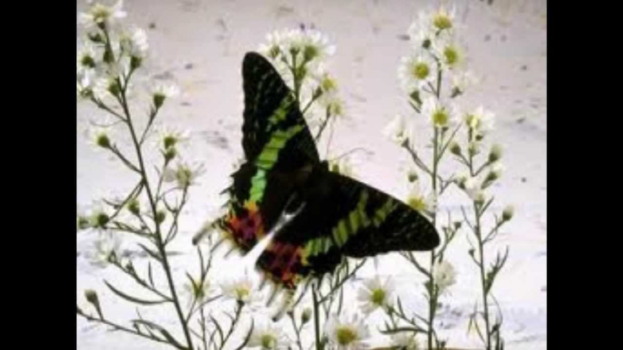 Хотела стать бабочкой. Фразы про бабочек. Афоризмы про бабочек. Взмах крыльев бабочки. Взмах крыла бабочки.