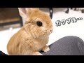 突然の雷に震えあがって飼い主に助けを求めるウサギがこちら…