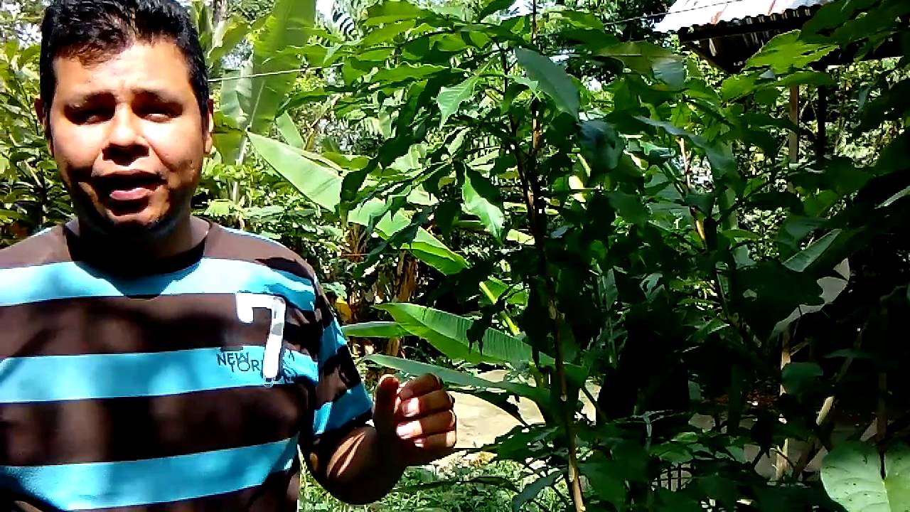 El Hombre Grande Planta Medicinal YouTube