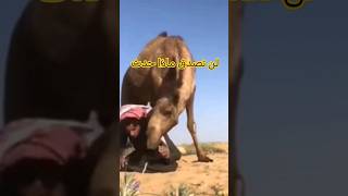 أغرب معلومات عن الحيوانات عجائب و غرائب طرائف حيوانات الطبيعة الجامحة كل ماهو مثير الدهشة جمل Camels