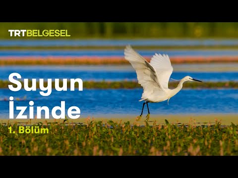 Video: Su kuşları