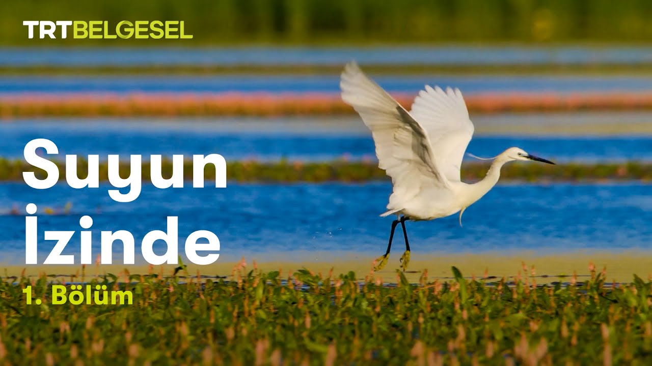 ⁣Suyun İzinde | Nallıhan Kuş Cenneti (1. Bölüm) | TRT Belgesel