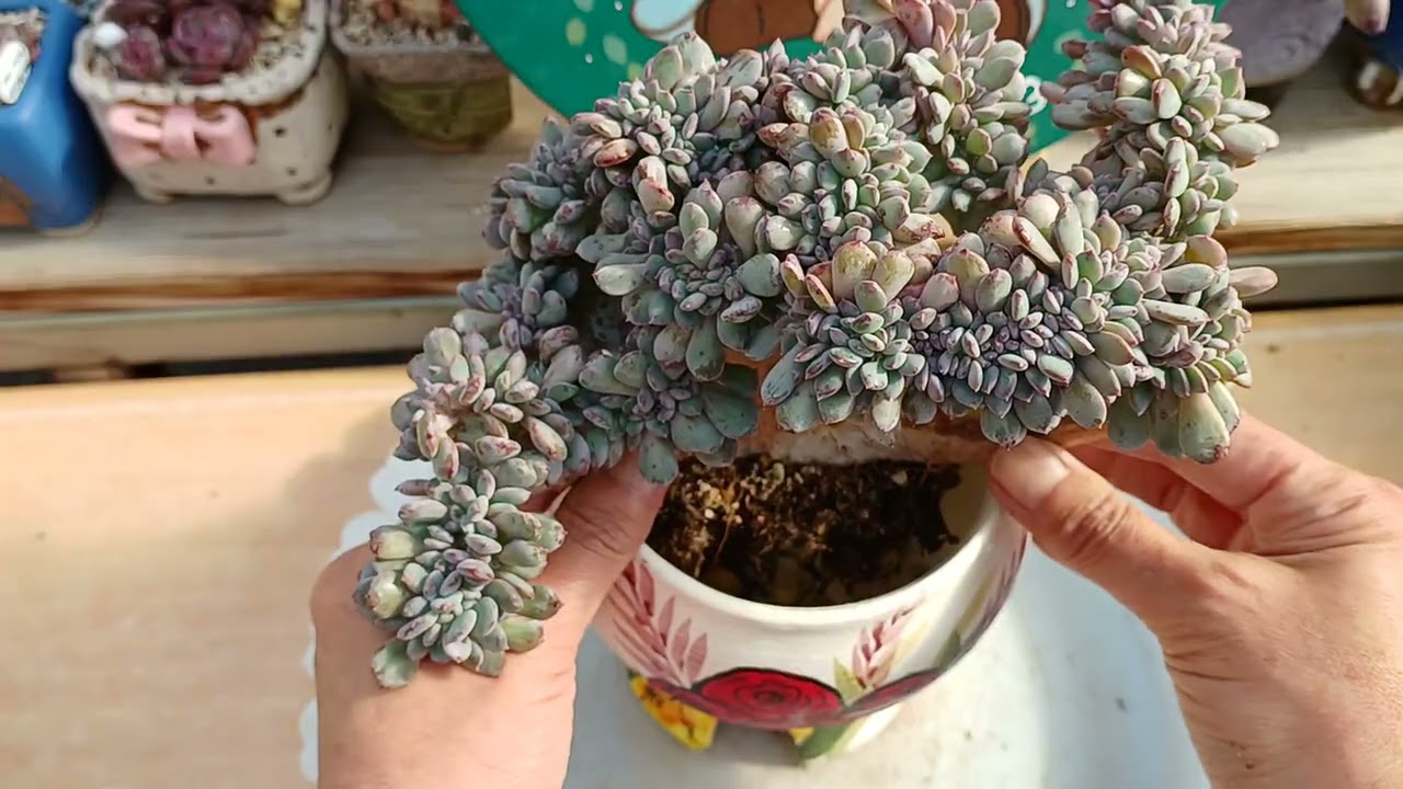 오닉스 철화 넘 진상짓 하는 아가다시 새집으로 이사 시킵니다🍒🍒