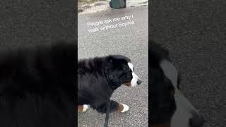 #dog #bernesemountaindog #pets #walking