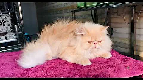 Video 10672411: punch face persian cat, persian cat female, cat lover kitten meowing, baby cats kitten meowing, cats kittens meowing cute, girl cat kitten, boy cat kitten