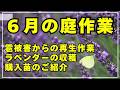 【雹には負けない！】花々の再生作業とラベンダーの収穫。購入苗のご紹介と植え付けを行います。
