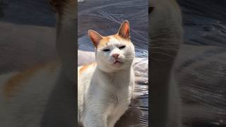 Anne Ben Güzel Miyim? Şfet I