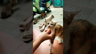 If you don't have a dog, you don't know the joy of raising a dog. Living in the country. #cat#kucing