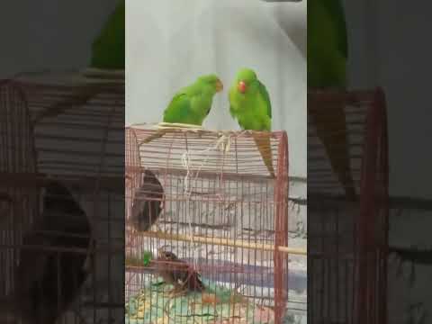 আলহামদুলিল্লাহ দুজনে আবারও মিল হয়ে গেল চার দিন পর মিঠু মিঠাই 😘