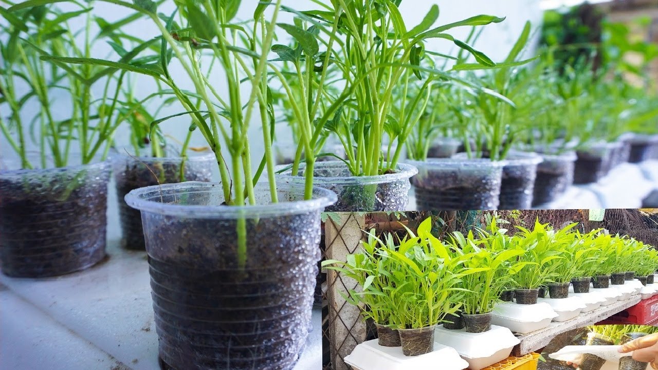 Tái chế hộp cơm trồng rau muống ăn mỏi miệng Recycle styrofoam ...