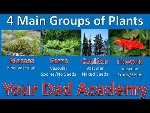 वीडियो: भूमि पौधों के 4 मुख्य समूह कौन से हैं?