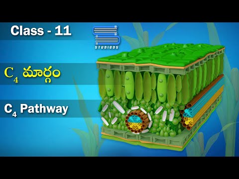 C4 పథం మార్గం - C4 Pathway | Photosynthesis in Higher Plants | Biology 11 | Telugu | Class 11 | Bipc