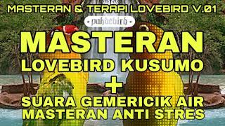 Masteran   Terapi !!! Masteran Lovebird Kusumo