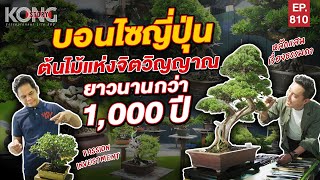 บอนไซญี่ปุ่น ต้นไม้แห่งจิตวิญญาณ ยาวนานกว่า 1,000 ปี  | Kong Story EP810