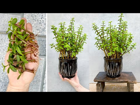 Video: Portulacaria Care - Wachsende Elefantenbusch-Sukkulenten im Haus